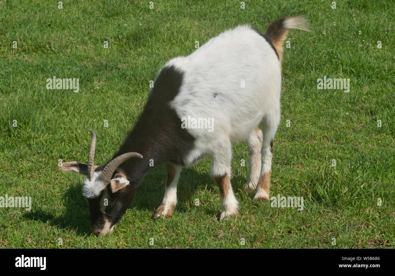 Eine schwarz-weiße Ziege weidet auf grünem Gras auf einem Feld Stockfoto