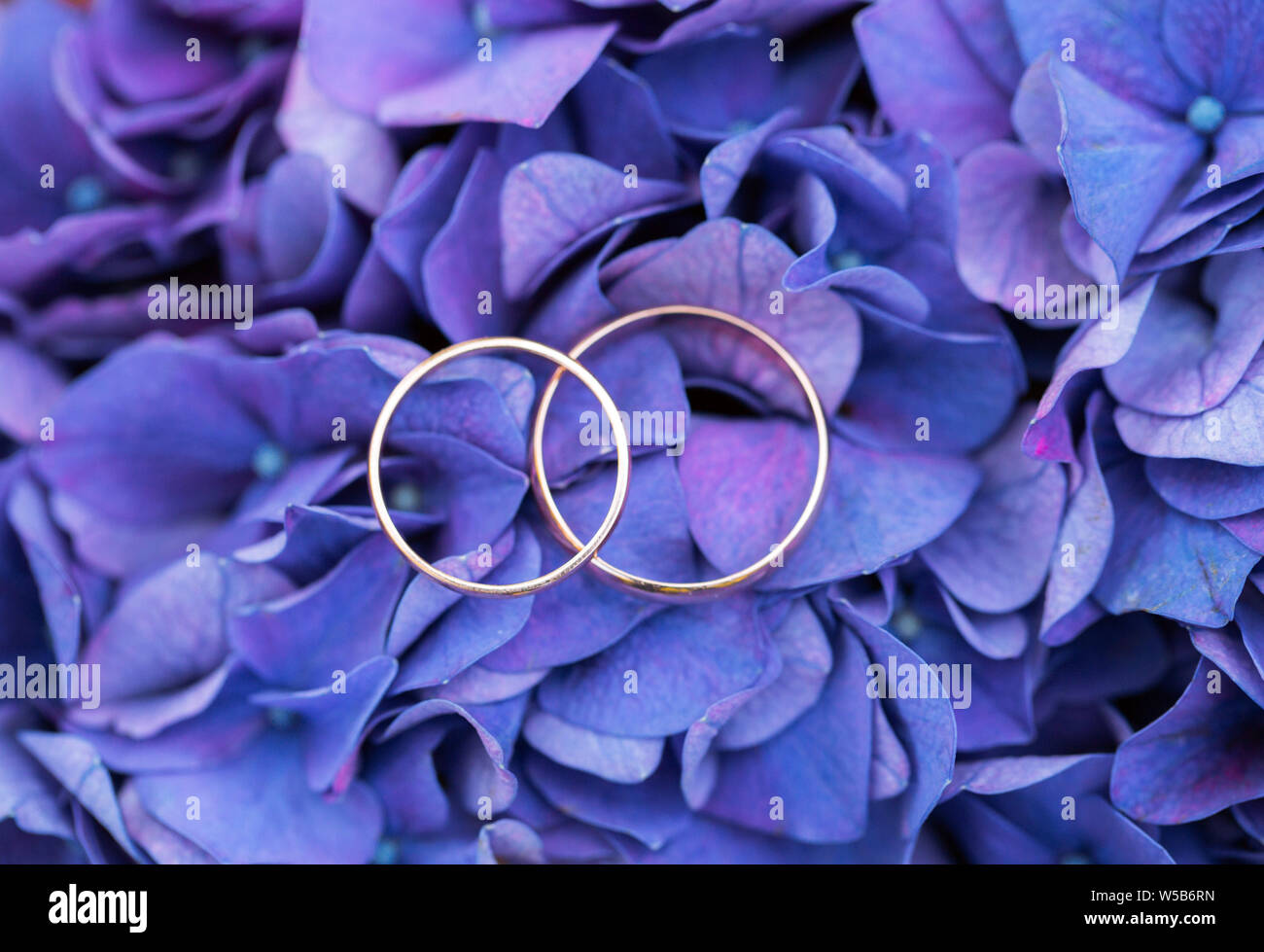 Trauringe als Symbol der Liebe und der Treue. Stockfoto