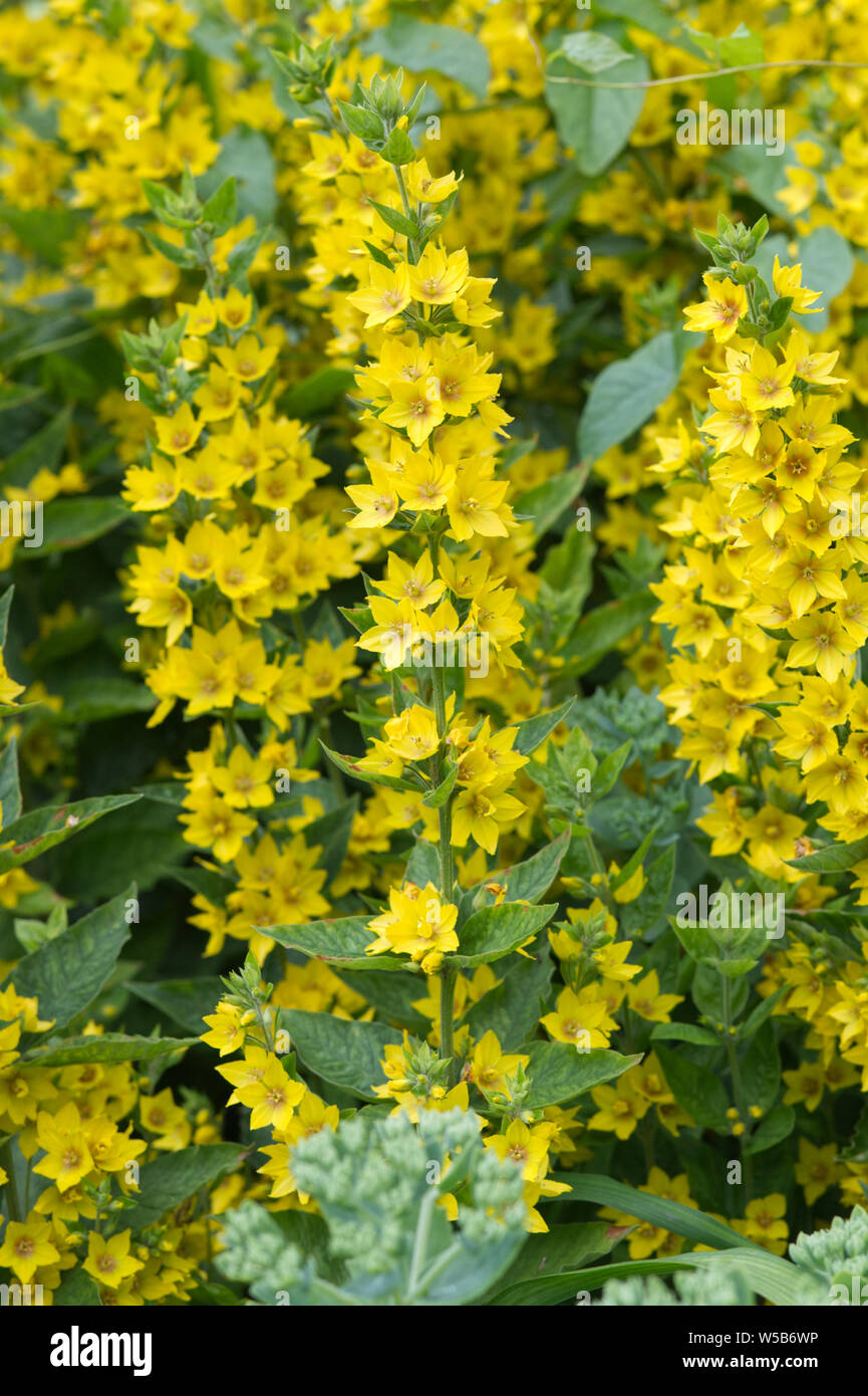 Lysimachia punctata, Gelb Felberich Stockfoto