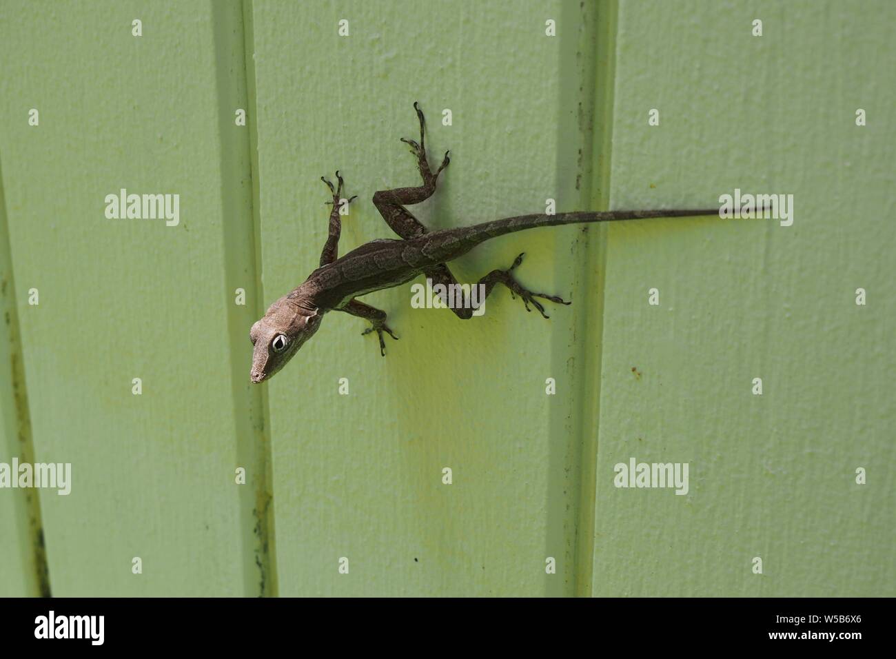 Anguila anole Fotos und Bildmaterial in hoher Auflösung Alamy