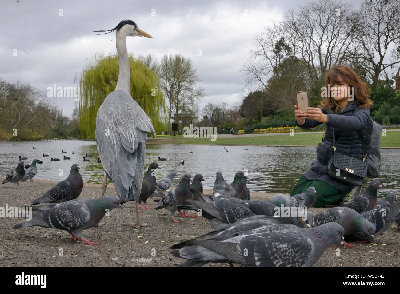 Asiatische Frau fotografieren Graureiher (Ardea cinerea) mit einem Smart Phone im Regent's Park als verwilderte Tauben (Columbia livia) Futter, um Sie herum, London. Stockfoto