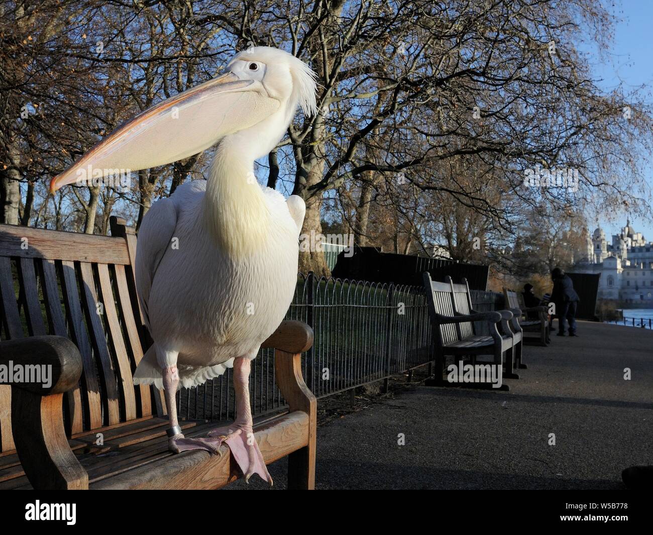 Great White/Eastern White Pelican (Pelecanus onocrotalus) auf der Bank in der Morgensonne bis zu warmen, St. James's Park, London, UK, Januar. Stockfoto