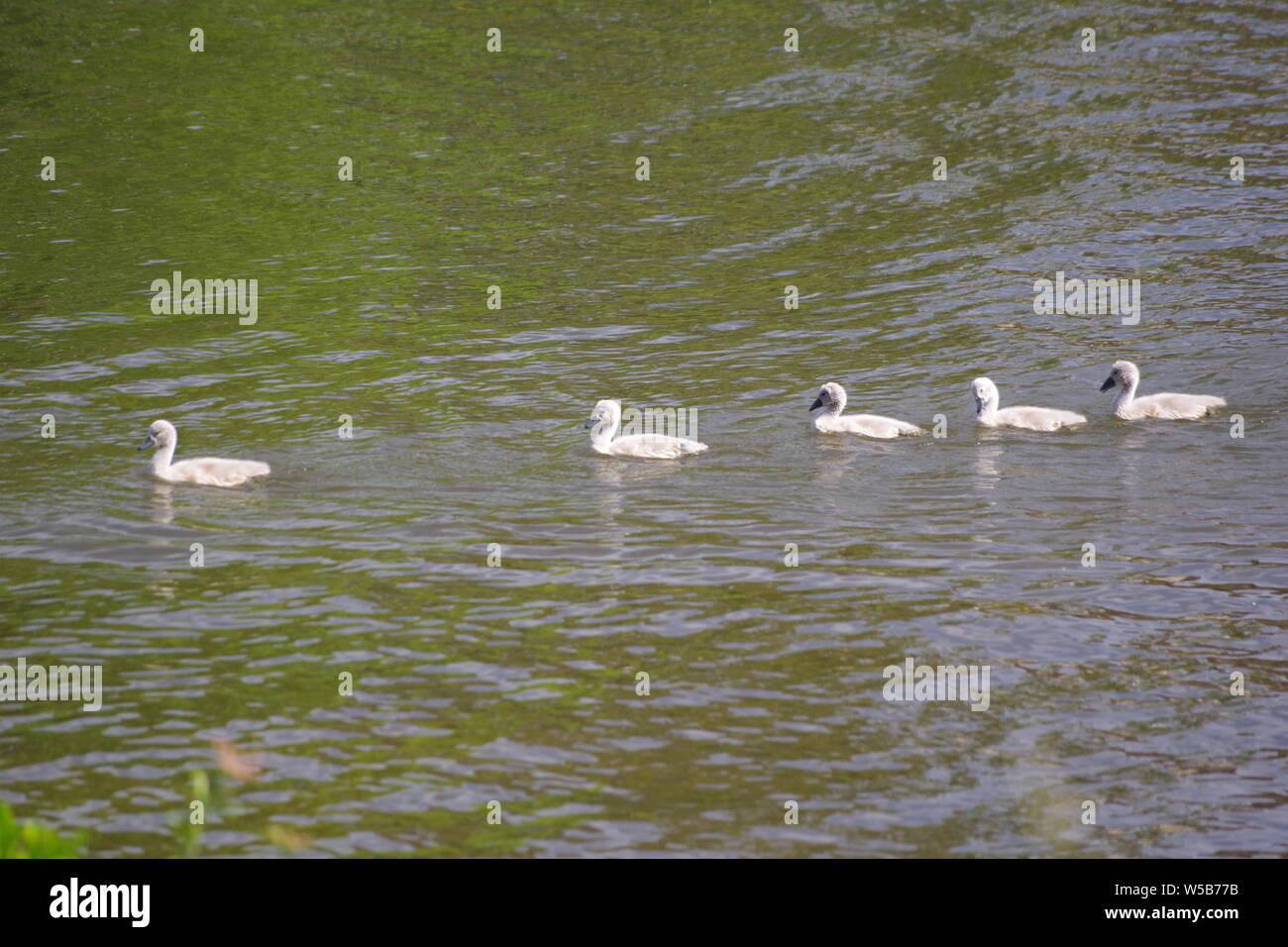 Cygnets Höckerschwan (Cygnus olor) Schwimmen auf dem River Exe von Exeter Quay. Exeter, Devon, Großbritannien. Stockfoto