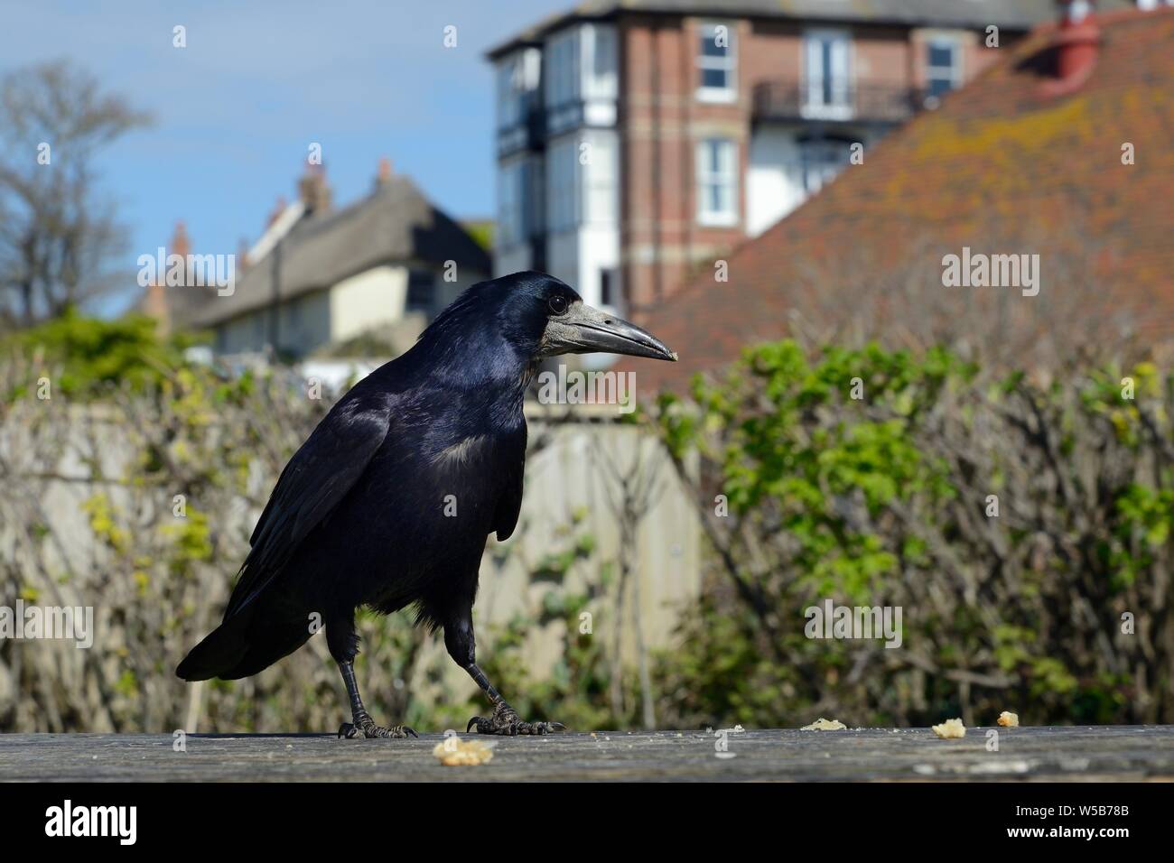 Turm (Corvus Frugilegus) auf der Suche nach Krümel und andere Lebensmittel Fetzen links von Touristen auf einem Picknick-Tisch, Dorset, UK, April. Stockfoto