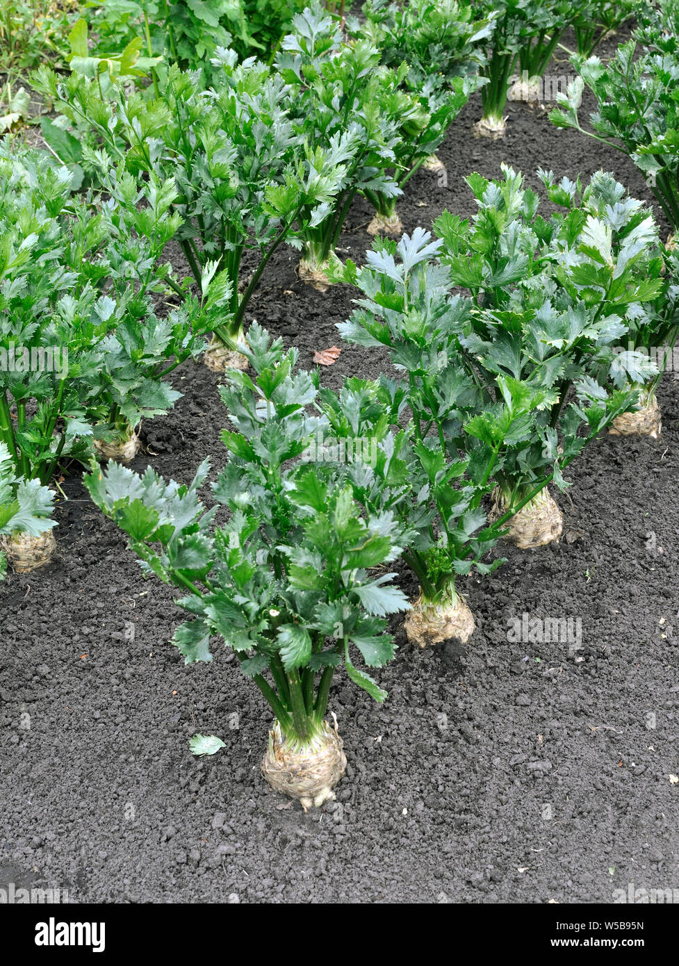 Close-up von sellerie Plantation (Wurzelgemüse) im Gemüsegarten, Ansicht von oben, vertikalen Zusammensetzung Stockfoto