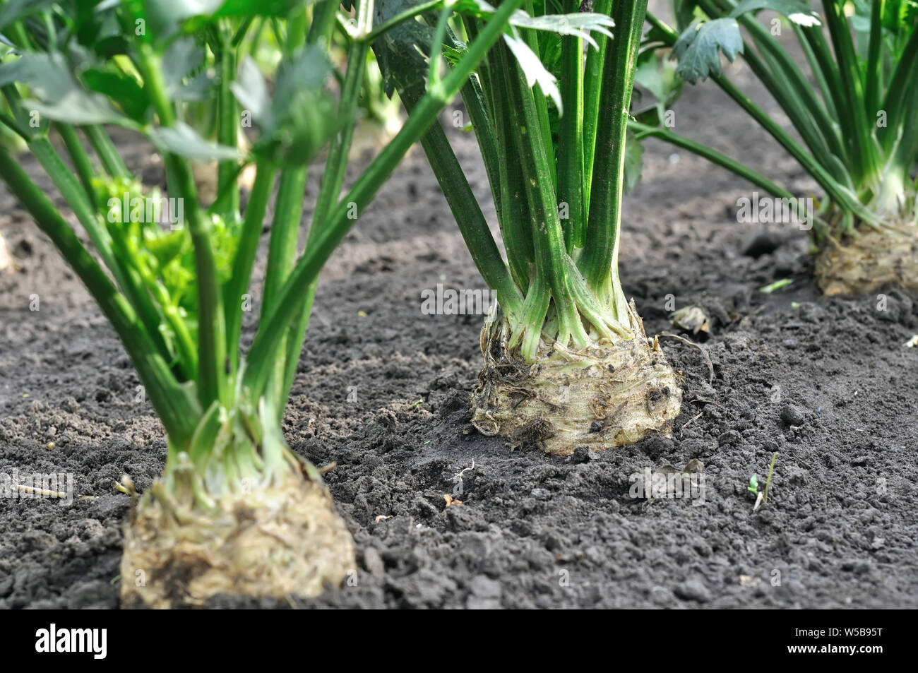 In der Nähe der wachsenden Sellerie Plantation (Wurzelgemüse) im Gemüsegarten Stockfoto