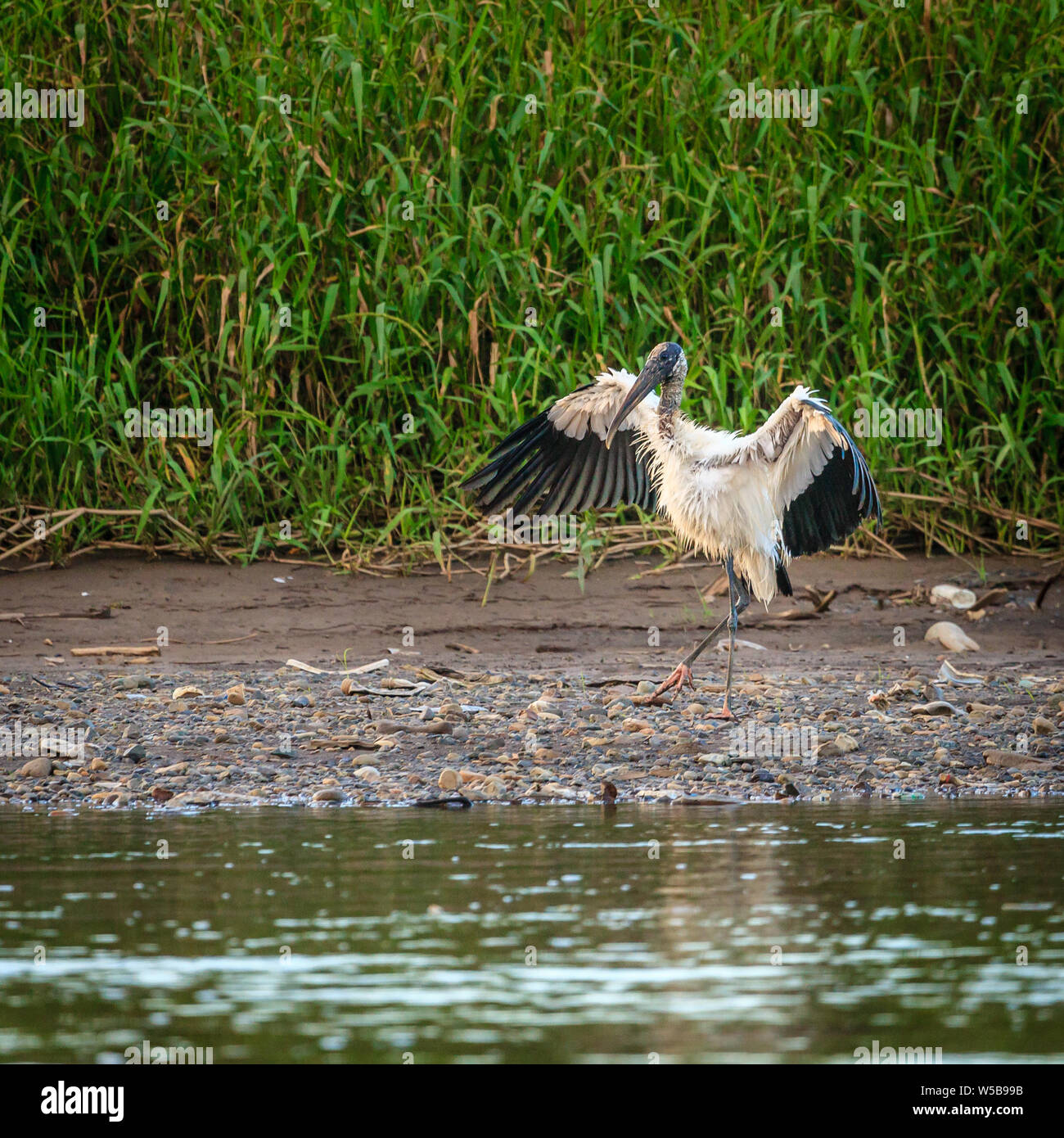 Bild von Holz Storch am Ufer des Flusses Tarcoles in Costa Rica Stockfoto