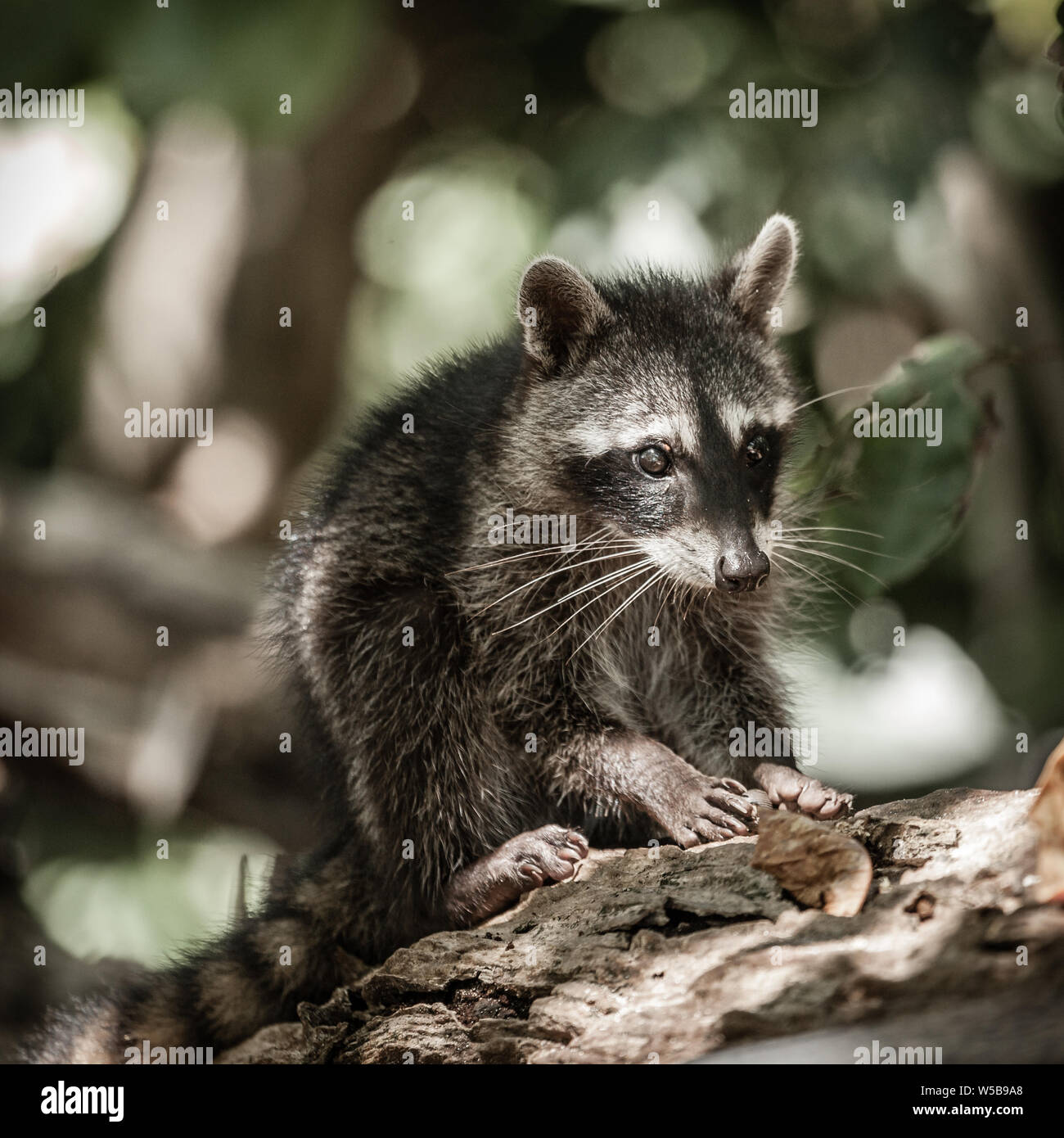 Porträt eines Babys racoon in einem Park in Costa Rica Stockfoto