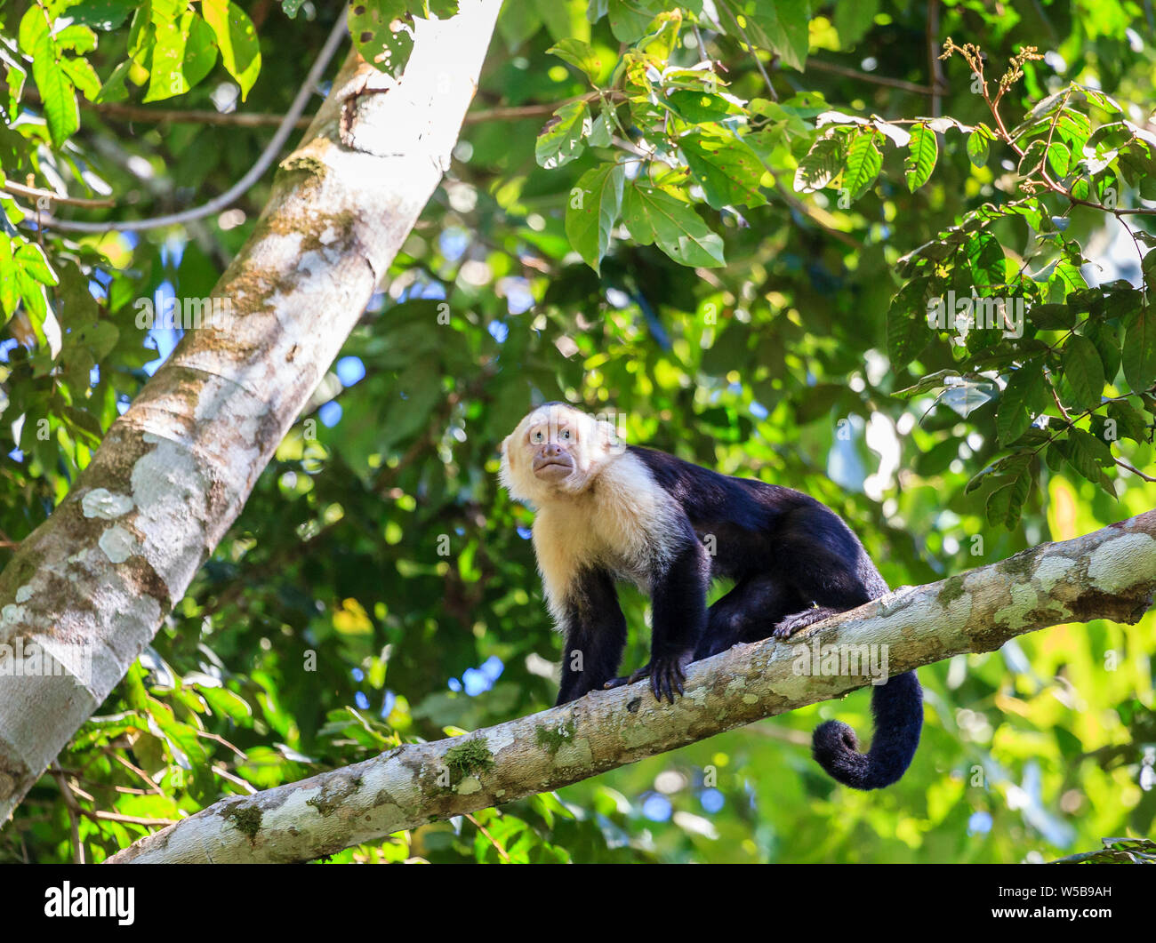 Kapuziner Affen in einem tropischen Wald in Costa Rica Stockfoto
