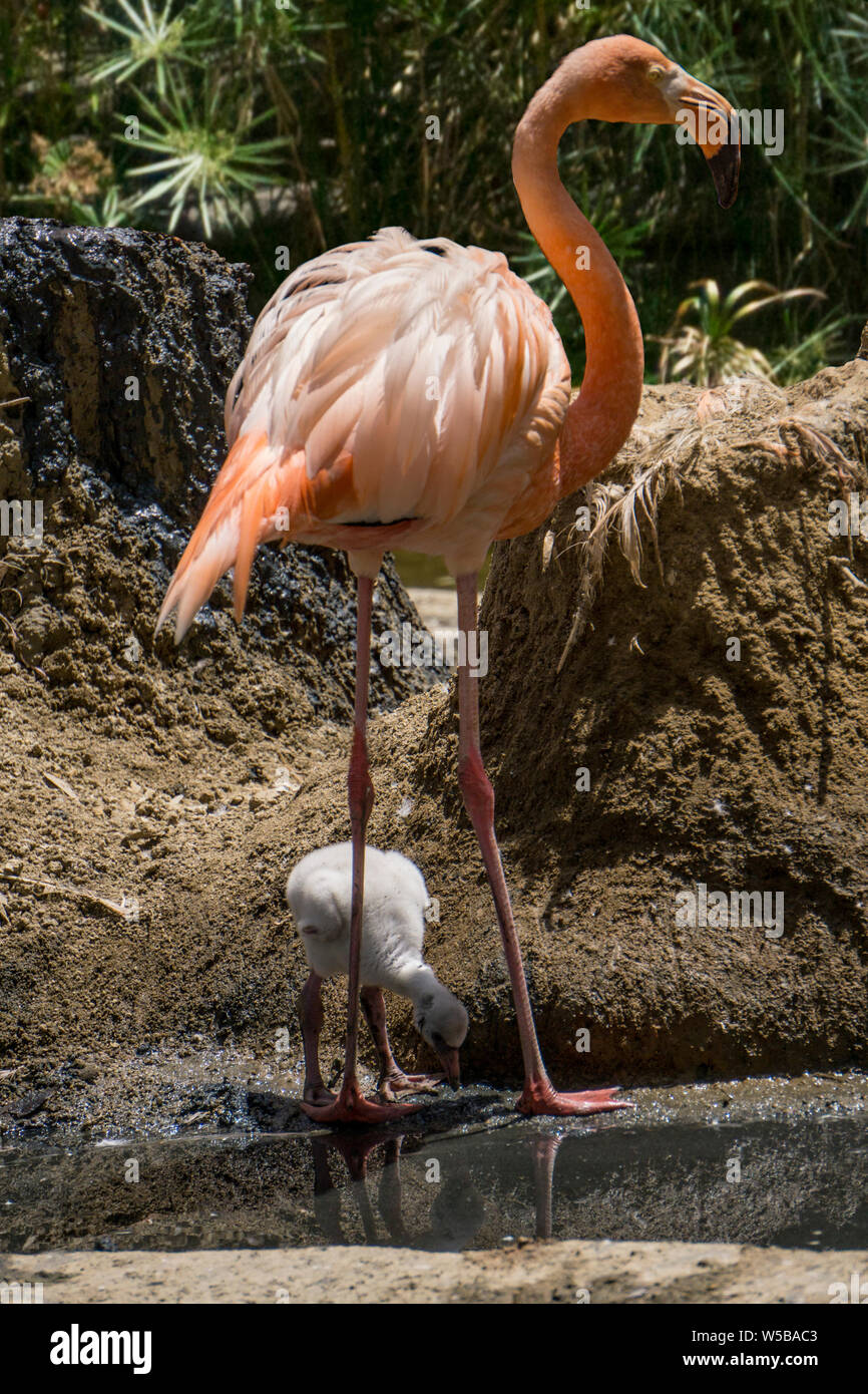 Flamingo mit Küken Stockfoto