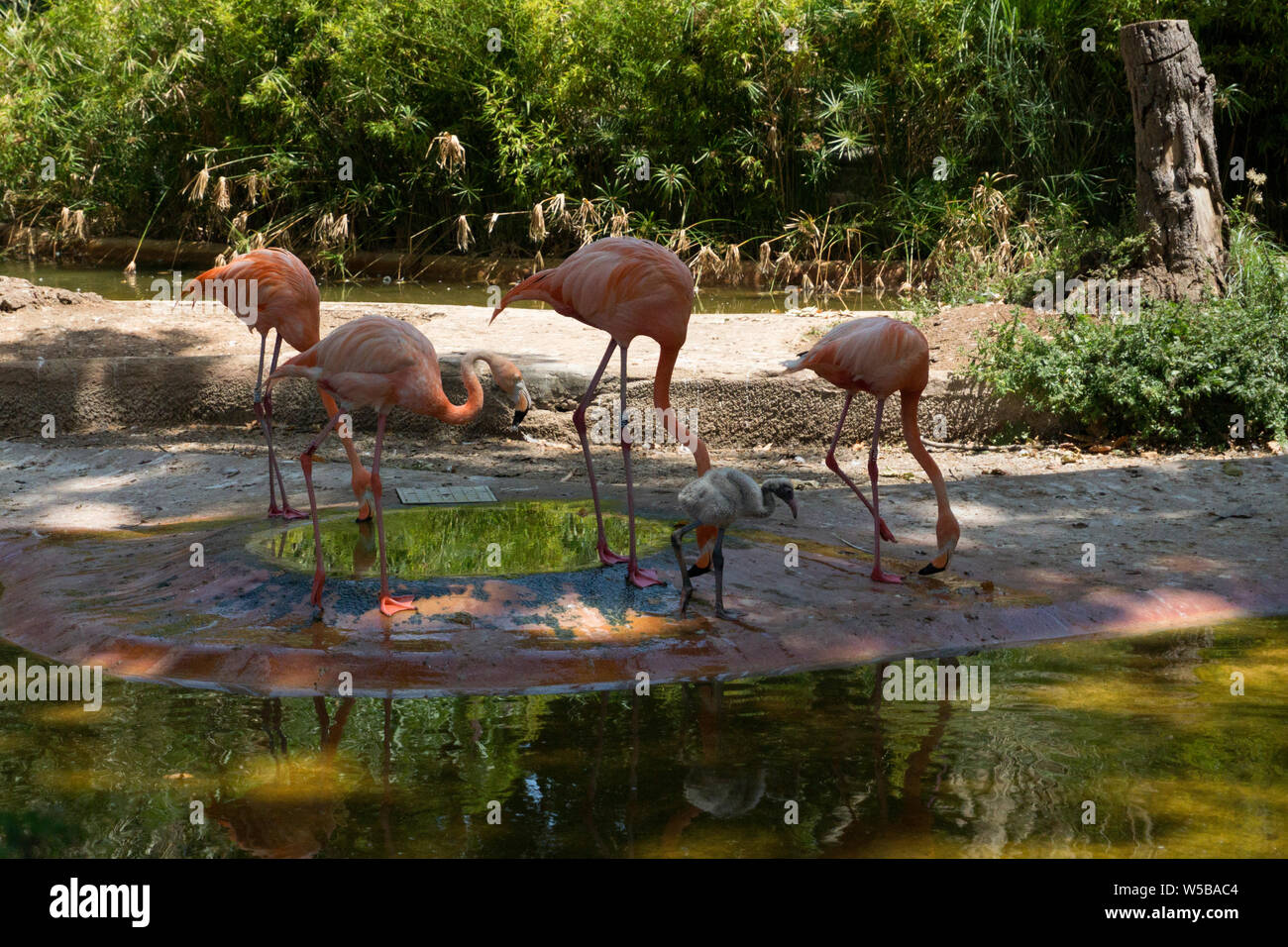 Vier Flamingos mit einem Küken Stockfoto