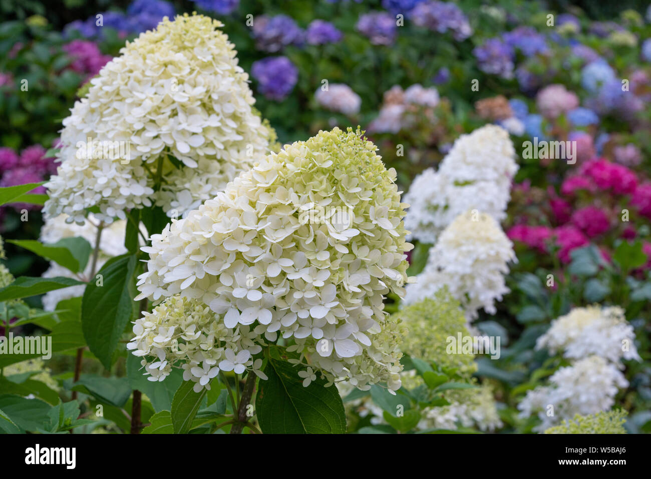 Hortensie (Hydrangea paniculata), Blumen des Sommers Stockfoto