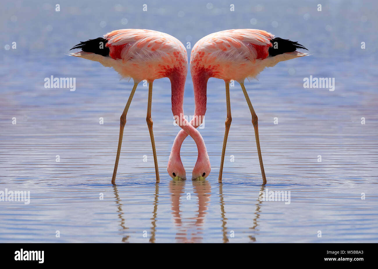 Rosa andes Flamingos sind Essen an der Laguna Hedionda in Potosi, Bolivien. Stockfoto