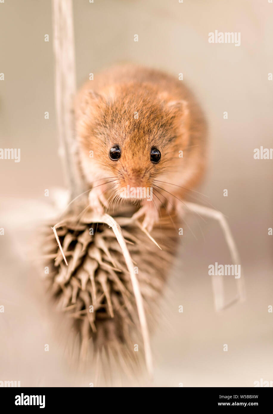 Ernte Maus auf einem Kopf Karde mit einer geringen Tiefenschärfe genommen kleine Schwerpunkt auf Maus Gesicht und den Rest zu geben, verschwommen Stockfoto