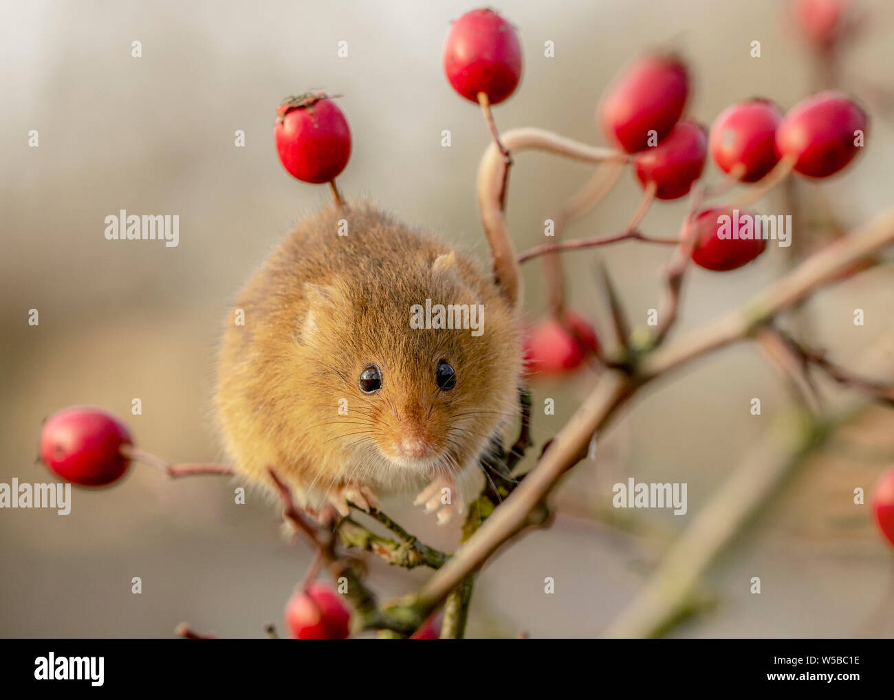 Ernte Maus auf Zweig von roten Beeren, der gerade in die Kamera schaut Stockfoto