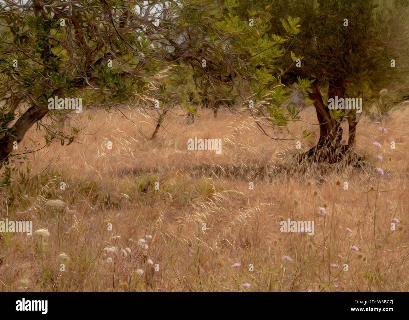 Olivenhain in Spanien Stockfoto