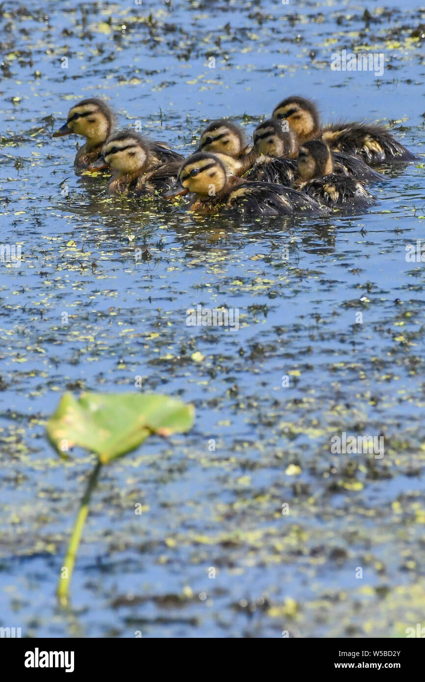 Stockente Entenküken bei John Heinz Wildlife Reserve - cute baby Enten schwimmen in einem Sumpf oder Teich mit einer Mutter henne Anas platyrhynchos Stockente Entenküken Stockfoto