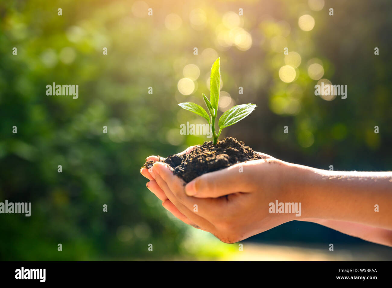 Umwelt Tag der Erde in den Händen von Bäumen wachsenden Sämlinge. Bokeh grüner Hintergrund weibliche Hand Baum auf natur feld gras wald conservati Stockfoto