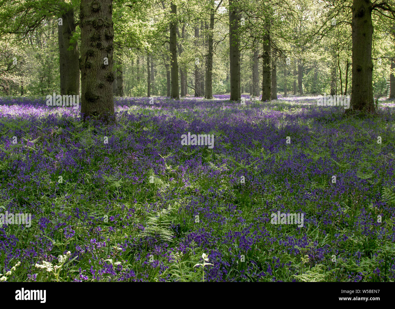 Teppich von Englisch Bluebells im Wald zwischen den Bäumen Stockfoto