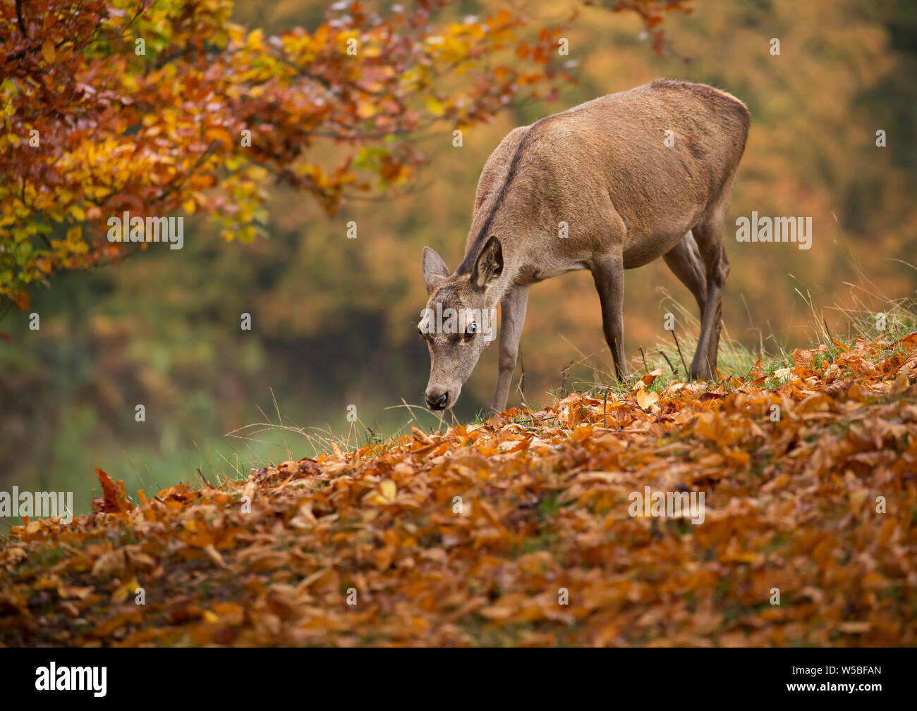 Red Deer Hind essen Eicheln vom Boden der Wälder Stockfoto