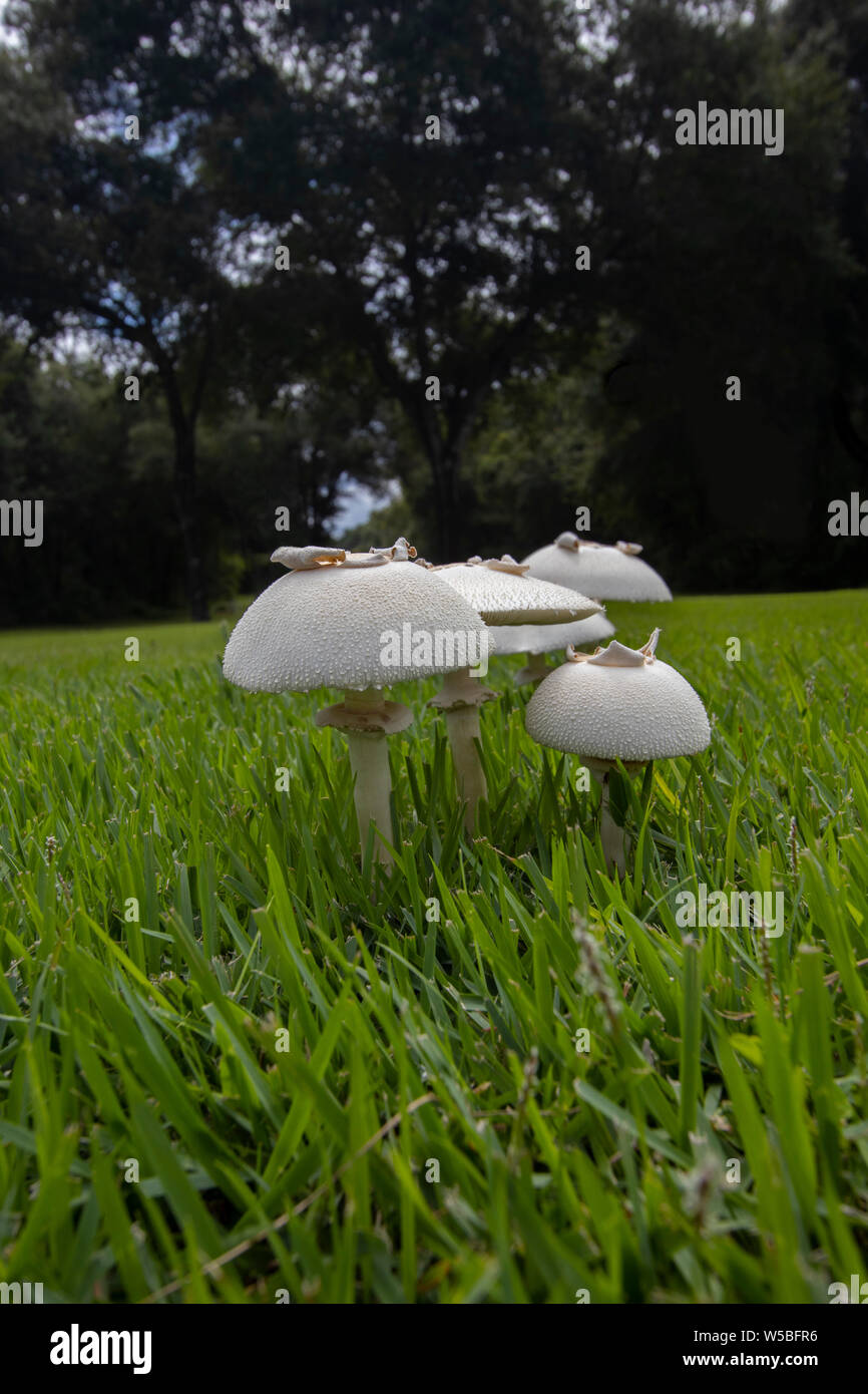 Rasenpilze Fotos und Bildmaterial in hoher Auflösung Alamy