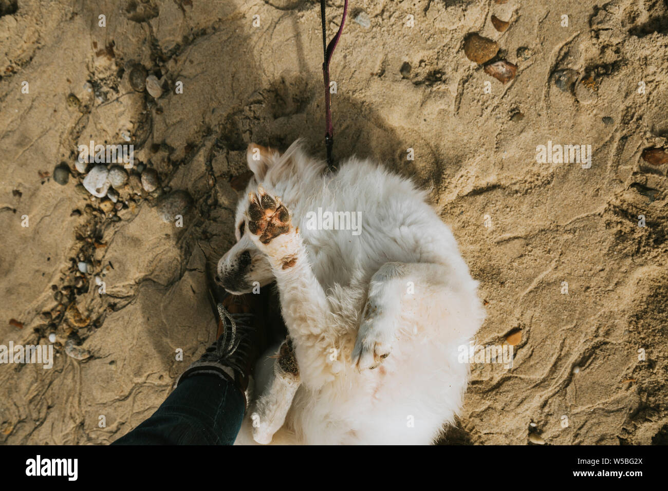 Birds Eye View Hund am Strand Stockfoto