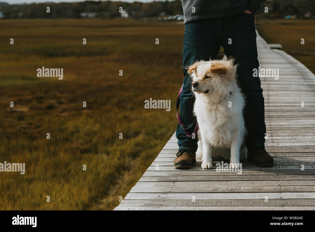 Süßer Hund saß zwischen erwachsenen männlichen Beine auf der Promenade über Salt Marsh Stockfoto