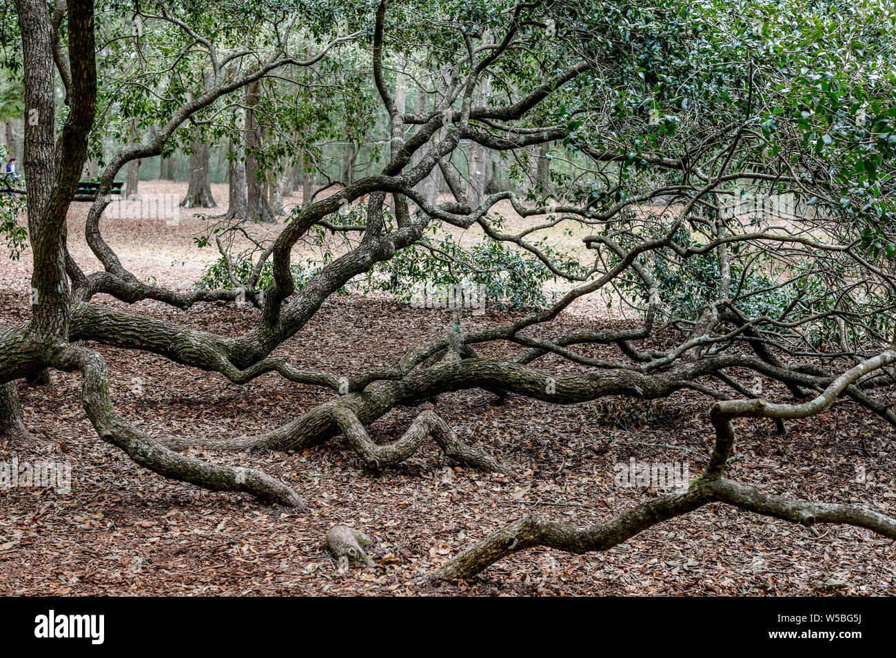 Menschen besuchen die Engel Eiche auf Engel Oak Park auf Johns Island in der Nähe von Charleston, South Carolina. Der Baum ist etwa 500 Jahre alten zu sein steht Stockfoto