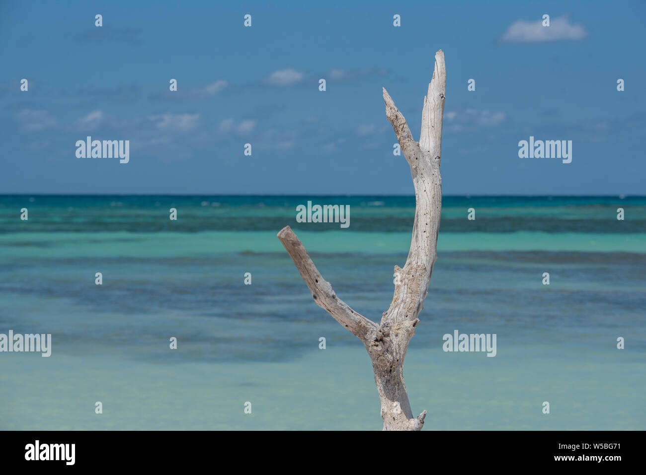 Baum auf kubanische Strand Stockfoto