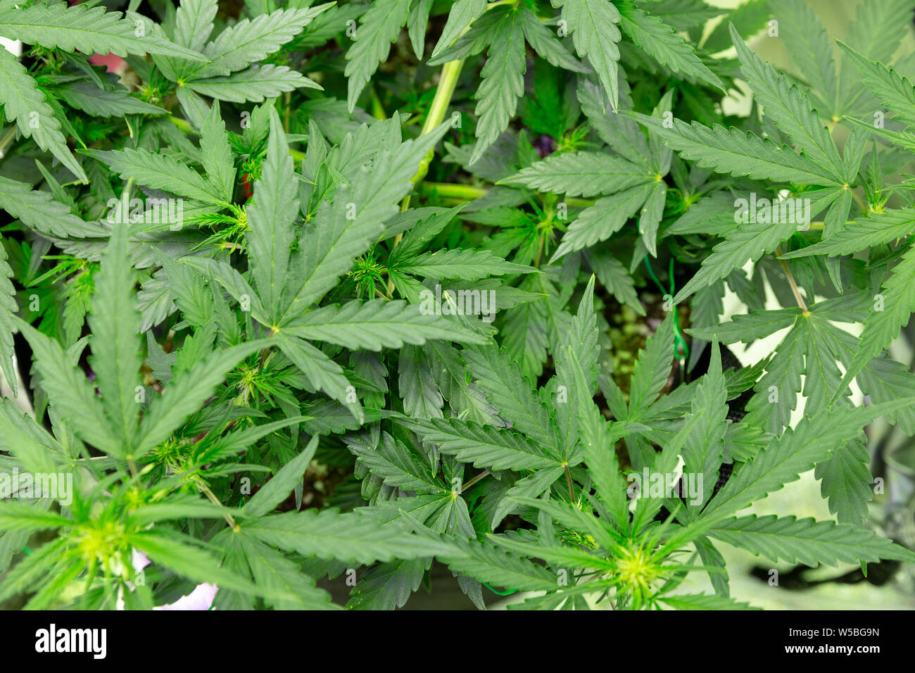 Auf einen gesunden grünen, homegrown Marihuana Pflanze. Stockfoto