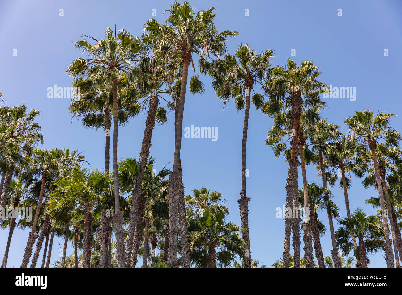 Palmen gegen den klaren, blauen Himmel Hintergrund. Sonniger Frühlingstag. LA, Kalifornien, USA Stockfoto