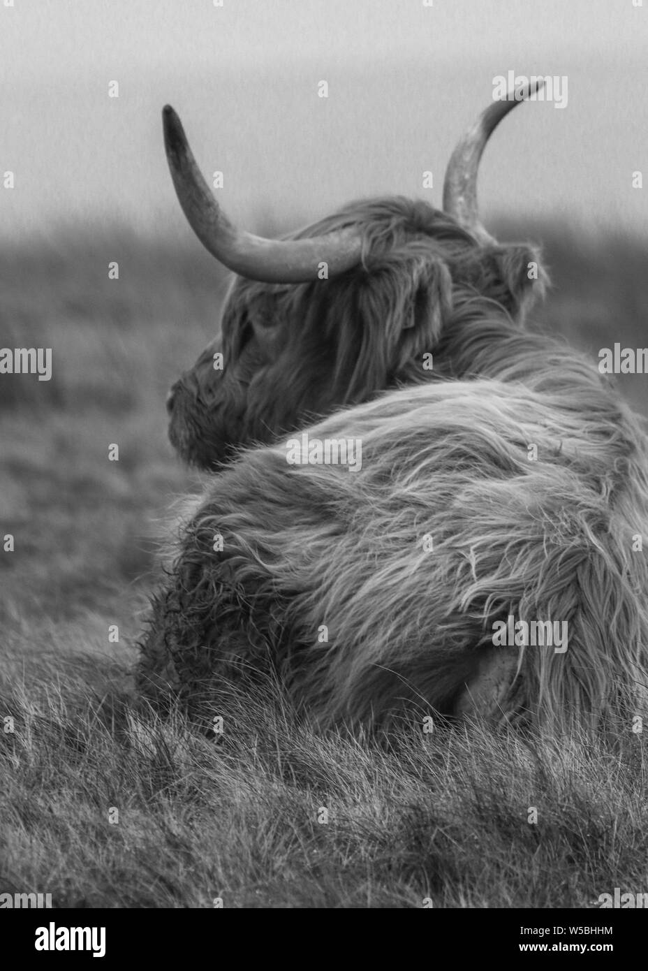 Highland Cattle liegend im Gras Stockfoto