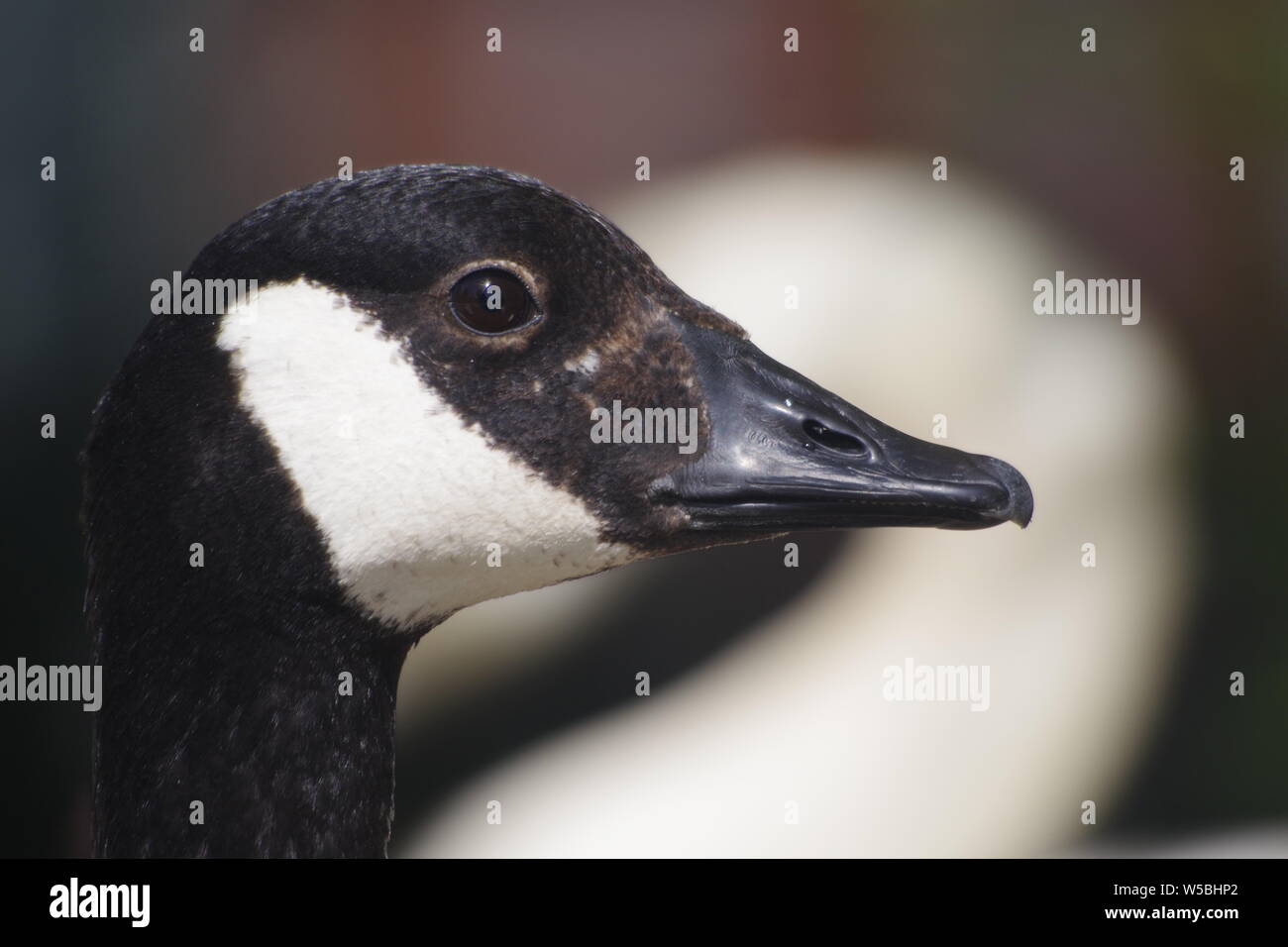 Kanadagans (Branta canadensis) Nahaufnahme Kopf Foto, von einem Höckerschwan. Exeter Quay, Devon, Großbritannien. Stockfoto