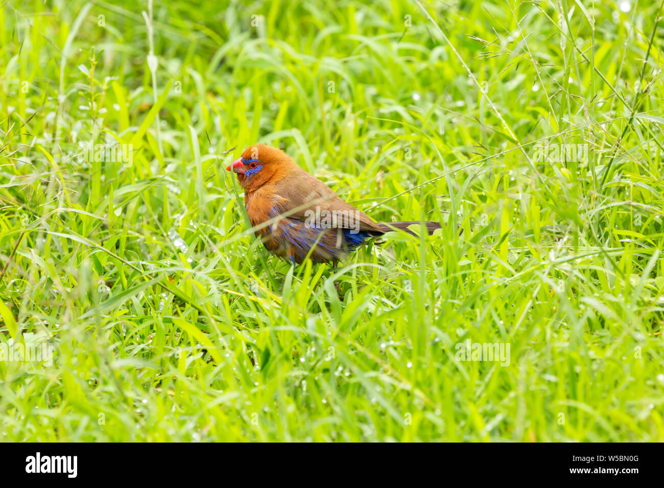 Purple Grenadier (Uraeginthus ianthinogaster) auf dem Rasen. In Kenia fotografiert. Stockfoto