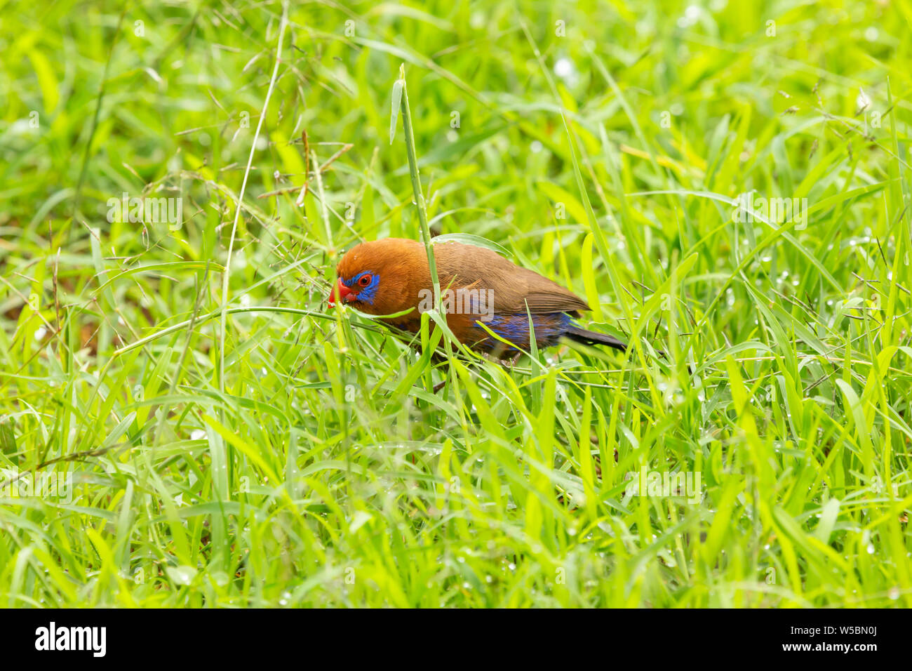 Purple Grenadier (Uraeginthus ianthinogaster) auf dem Rasen. In Kenia fotografiert. Stockfoto