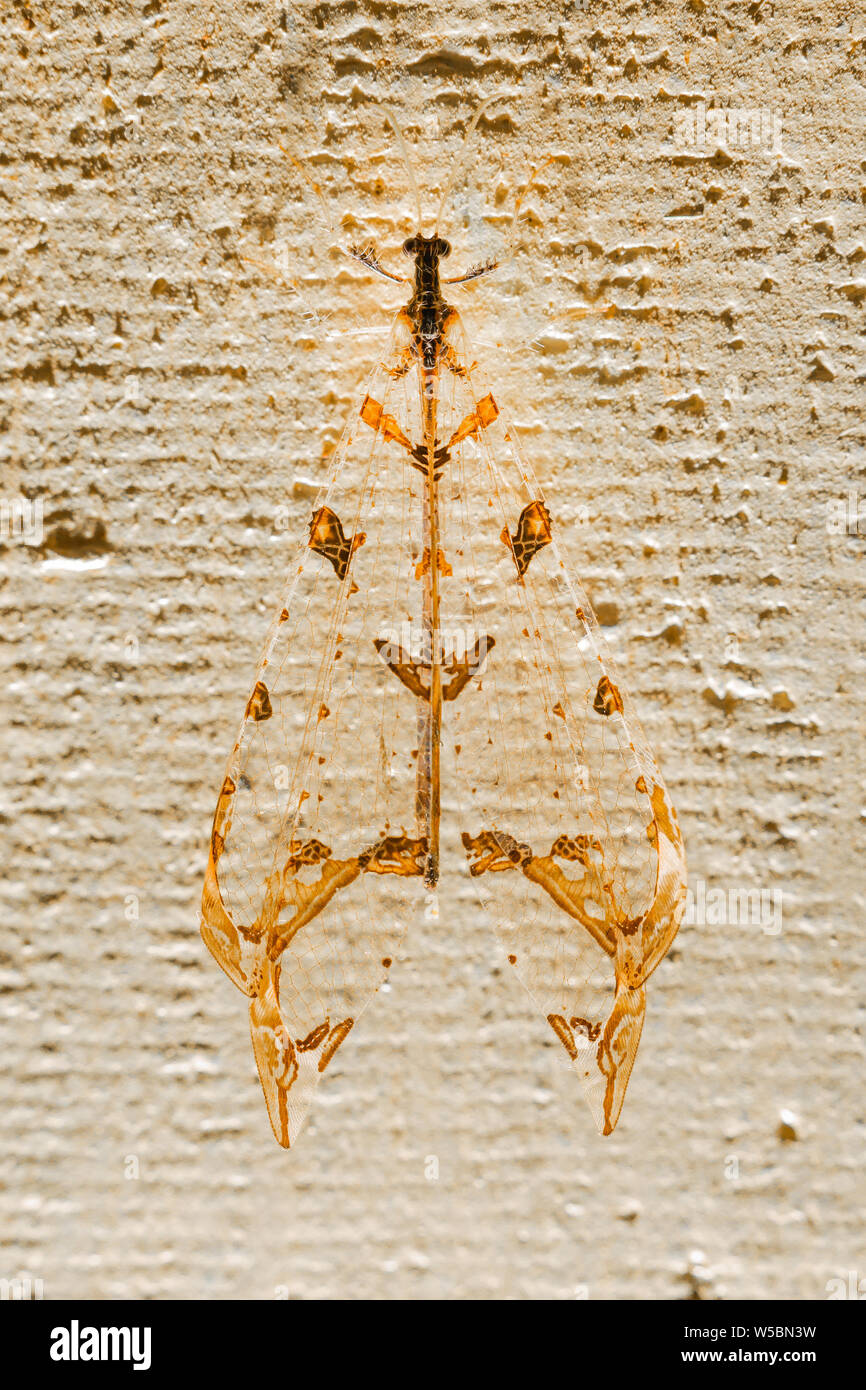 Baum-Loch Antlion in der Familie und in der Myrmeleontidae Nerv geflügelte Insekten Ordnung Neuroptera, die auch Florfliegen und Owlflies pirched auf Stockfoto