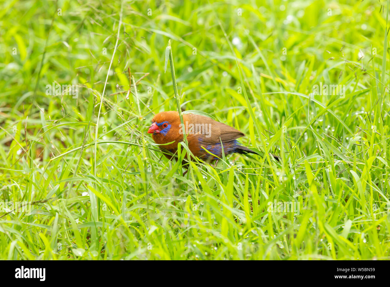 Purple Grenadier (Uraeginthus ianthinogaster) auf dem Rasen. In Kenia fotografiert. Stockfoto