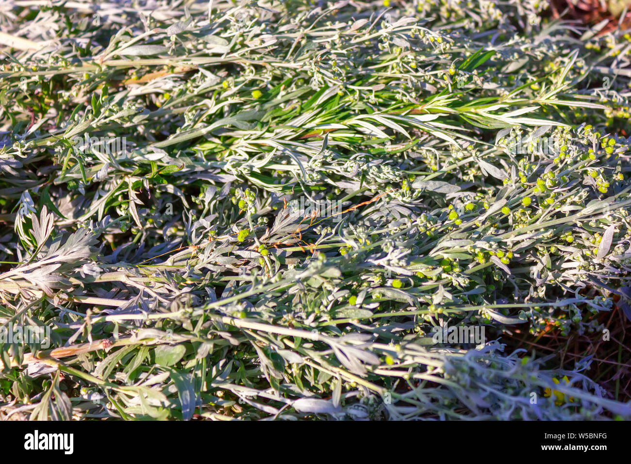 Das geschnittene Gras Wermut legte um fast trocken. Ernte von Heilpflanzen. Stockfoto