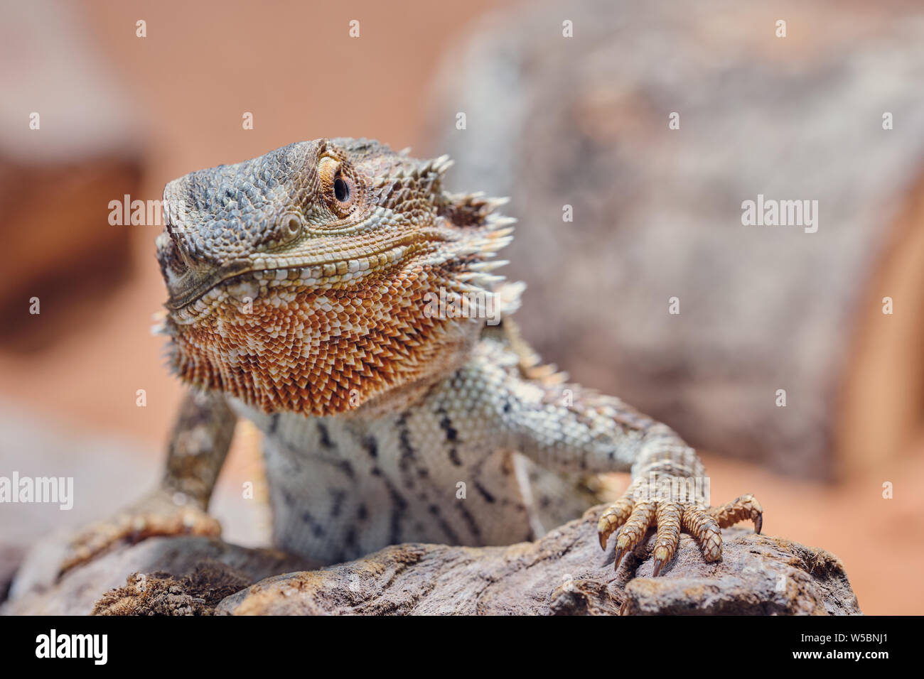 Makro männlicher Bartagamen suchen wütend in die Kamera, Farbe Hälfte portrait Stockfoto