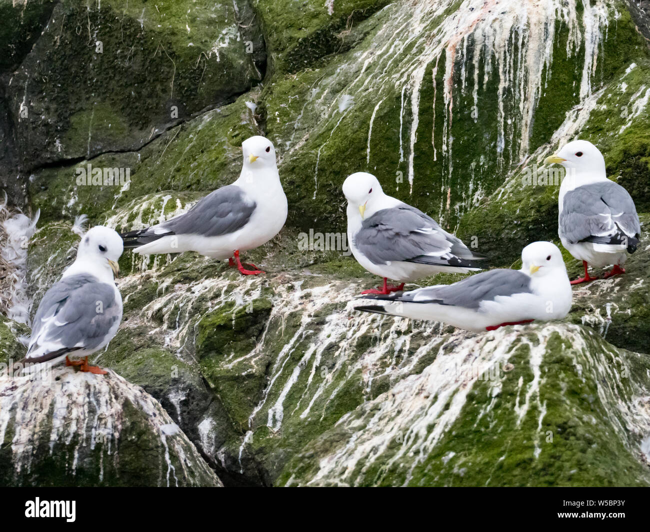 Red-legged Dreizehenmöwen auf Ariy kamen Insel weg Bering Insel im Bering Meer von Russland Stockfoto