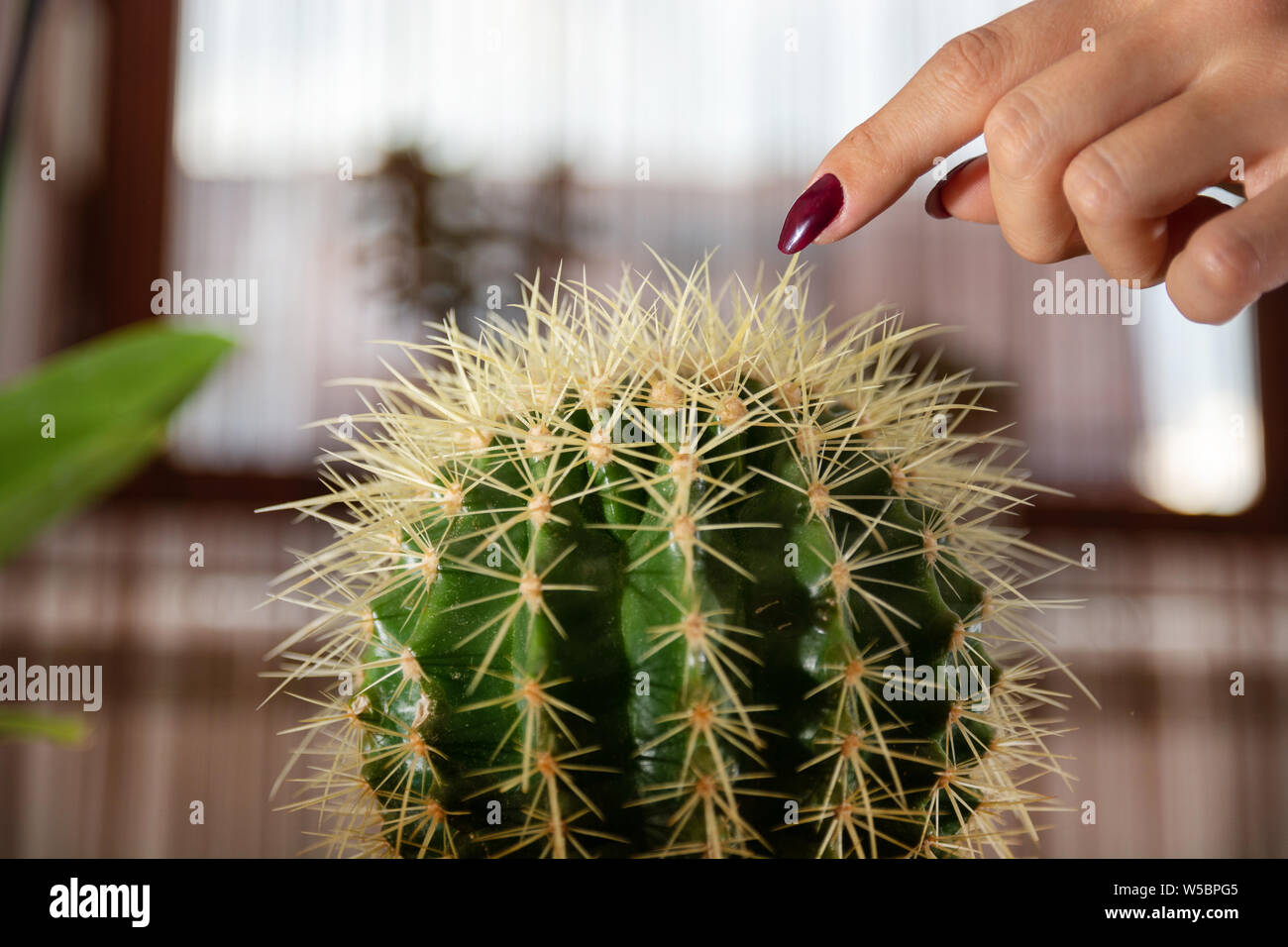 Frau Finger berhrt den Kaktus im Blumentopf im Haus. Mdchen Hand mit Wein  Farbe Manikre. Close Up, selektiver Fokus Stockfotografie - Alamy