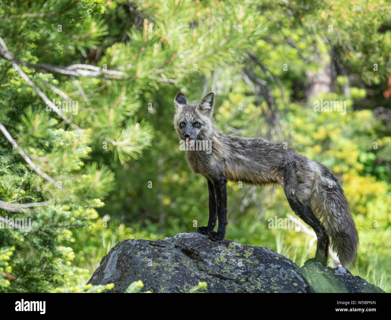 Nach Mutter Red Fox, Vulpes vulpes, Leigh in der Nähe ihrer Höhle am See, Grand Teton National Park, Wyoming, USA. Stockfoto