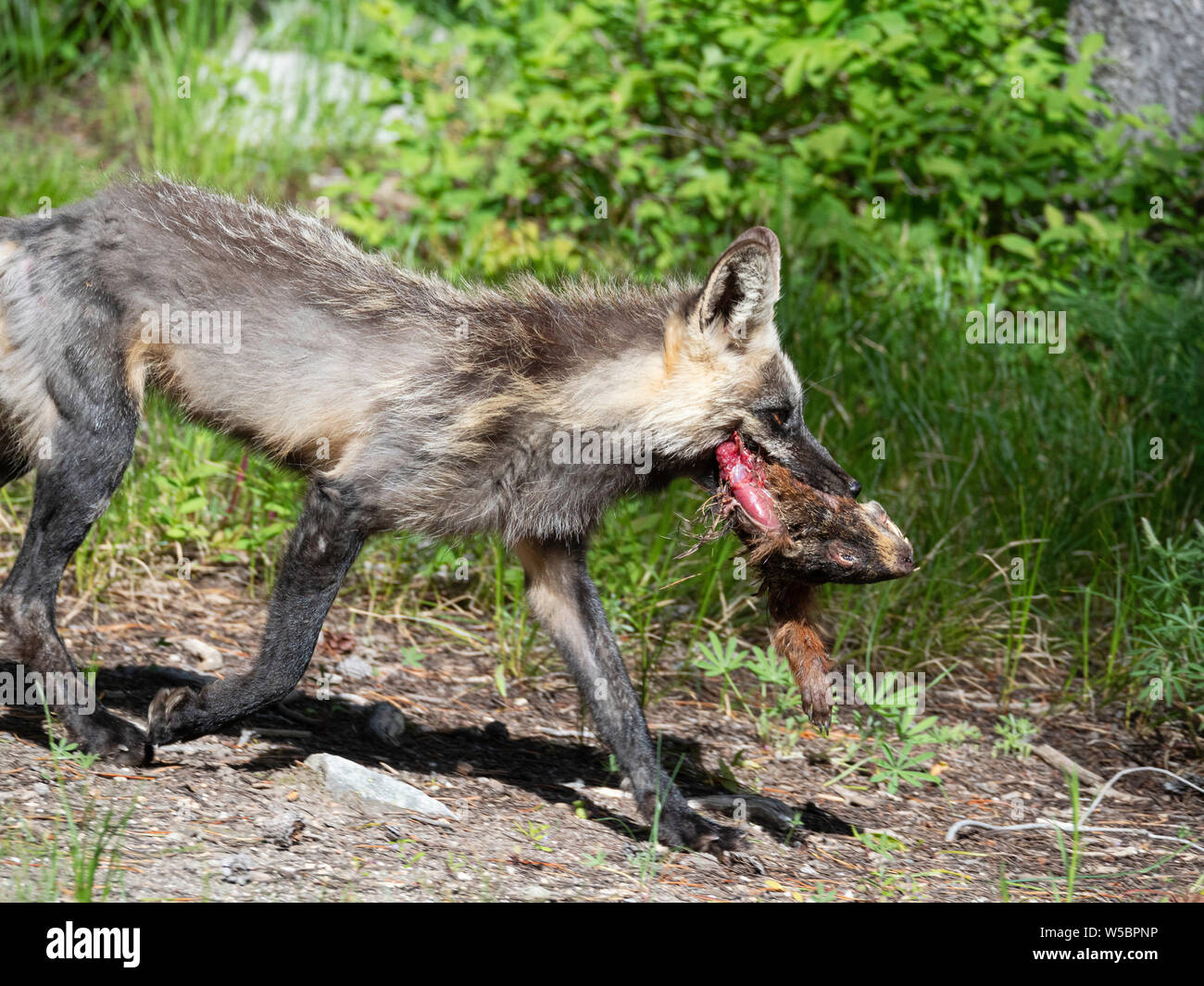 Nach Mutter Red Fox, Vulpes vulpes, mit getötet Marmot in der Nähe ihrer Höhle, Leigh See, Grand Teton National Park, Wyoming, USA. Stockfoto