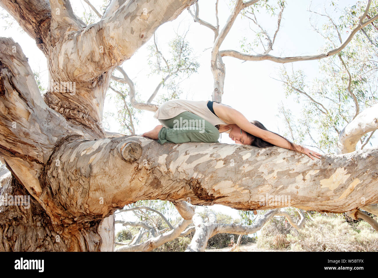 Frau üben der Restaurativen yoga Körperhaltung balasana auf einem großen Baum. Stockfoto