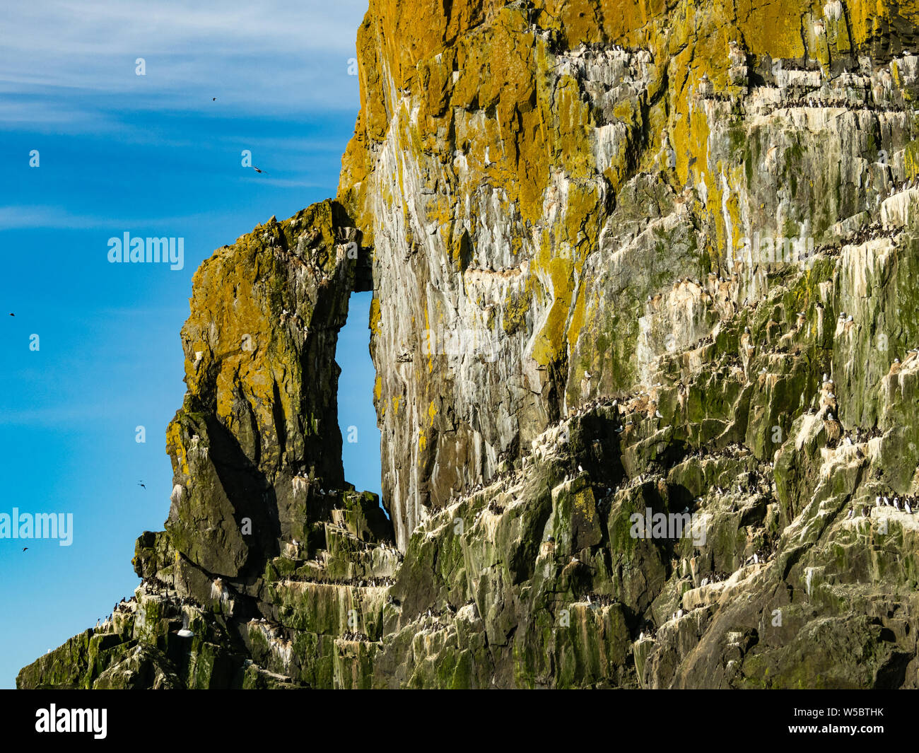 Die atemberaubende Seevögel nisten Klippen von Aghik Insel der Semidi Island Wilderness Reserve aus der Alaska Halbinsel Stockfoto