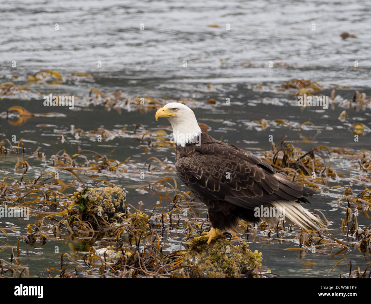 Ein Weißkopfseeadler ermöglicht eine enge Ansichten in der Fischerei Gemeinschaft von Dutch Harbor, Aleutians, Alaska, USA Stockfoto