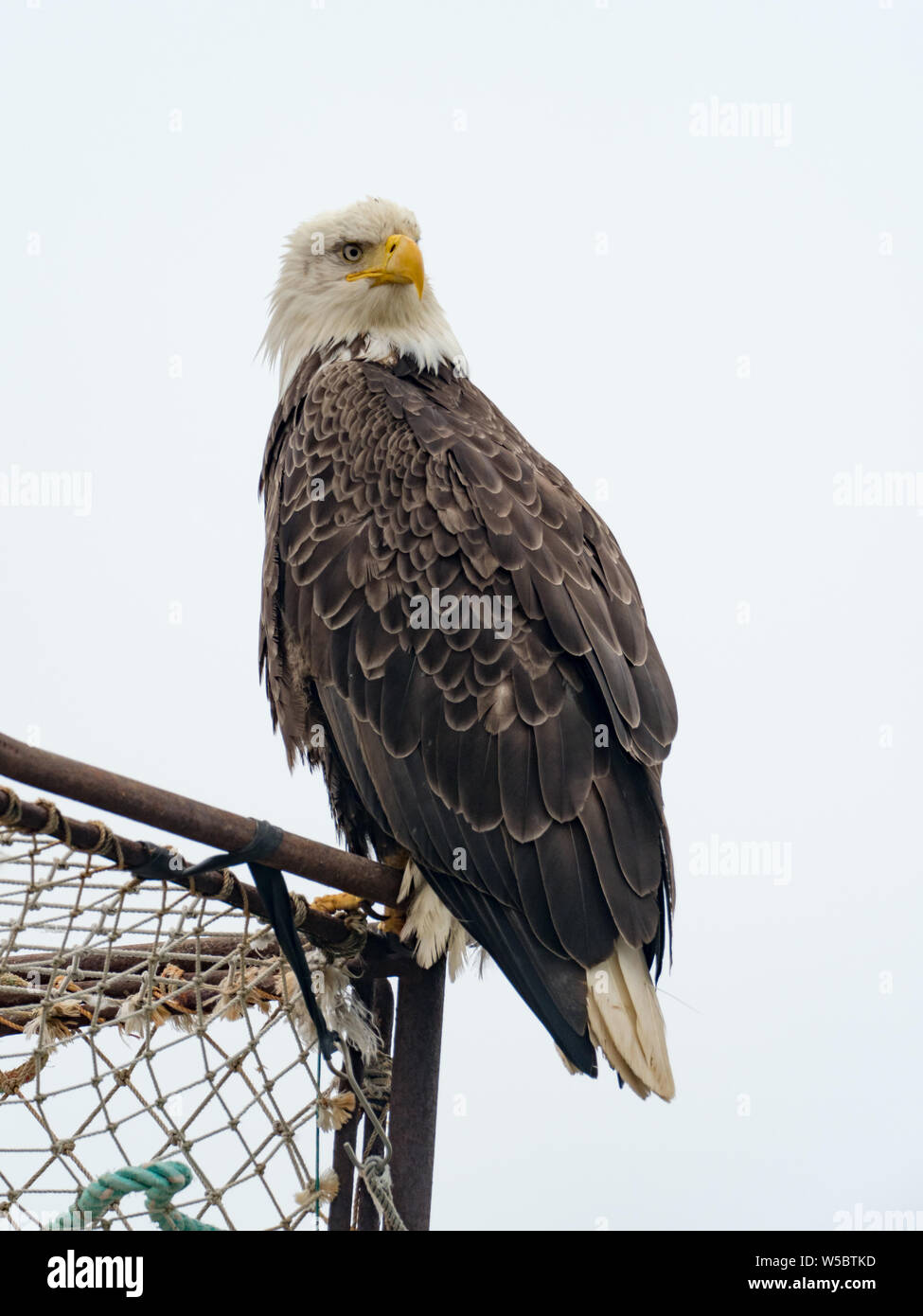 Ein Weißkopfseeadler ermöglicht eine enge Ansichten in der Fischerei Gemeinschaft von Dutch Harbor, Aleutians, Alaska, USA Stockfoto