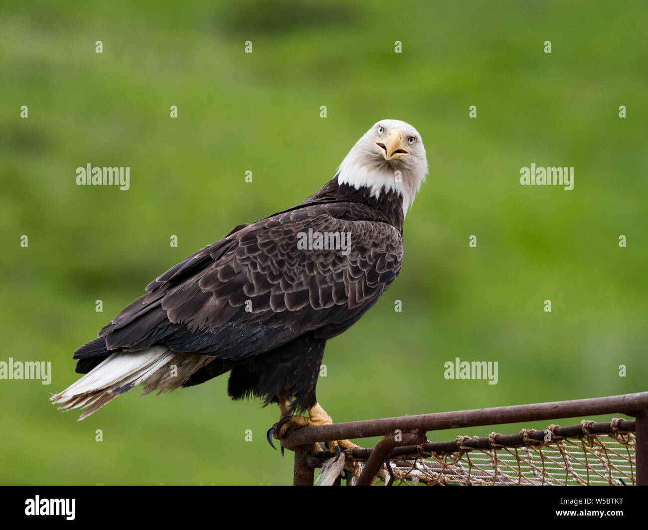 Ein Weißkopfseeadler ermöglicht eine enge Ansichten in der Fischerei Gemeinschaft von Dutch Harbor, Aleutians, Alaska, USA Stockfoto