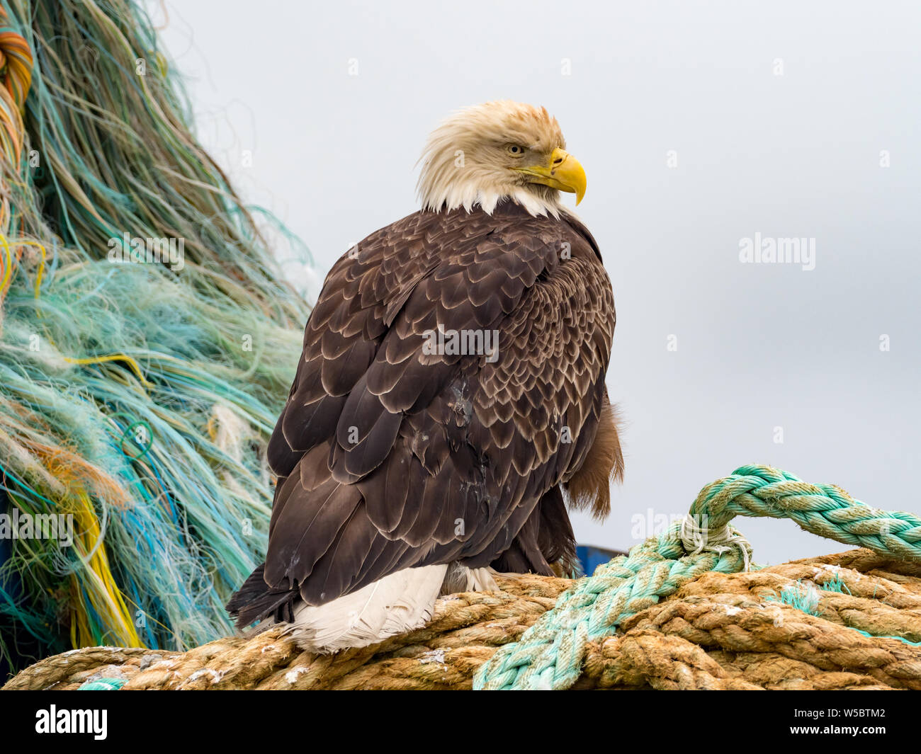 Ein Weißkopfseeadler ermöglicht eine enge Ansichten in der Fischerei Gemeinschaft von Dutch Harbor, Aleutians, Alaska, USA Stockfoto