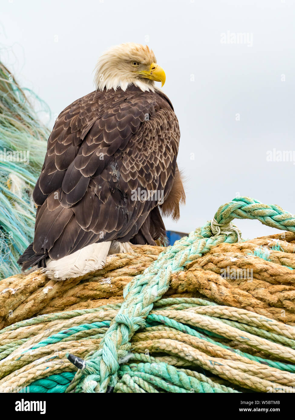 Ein Weißkopfseeadler ermöglicht eine enge Ansichten in der Fischerei Gemeinschaft von Dutch Harbor, Aleutians, Alaska, USA Stockfoto